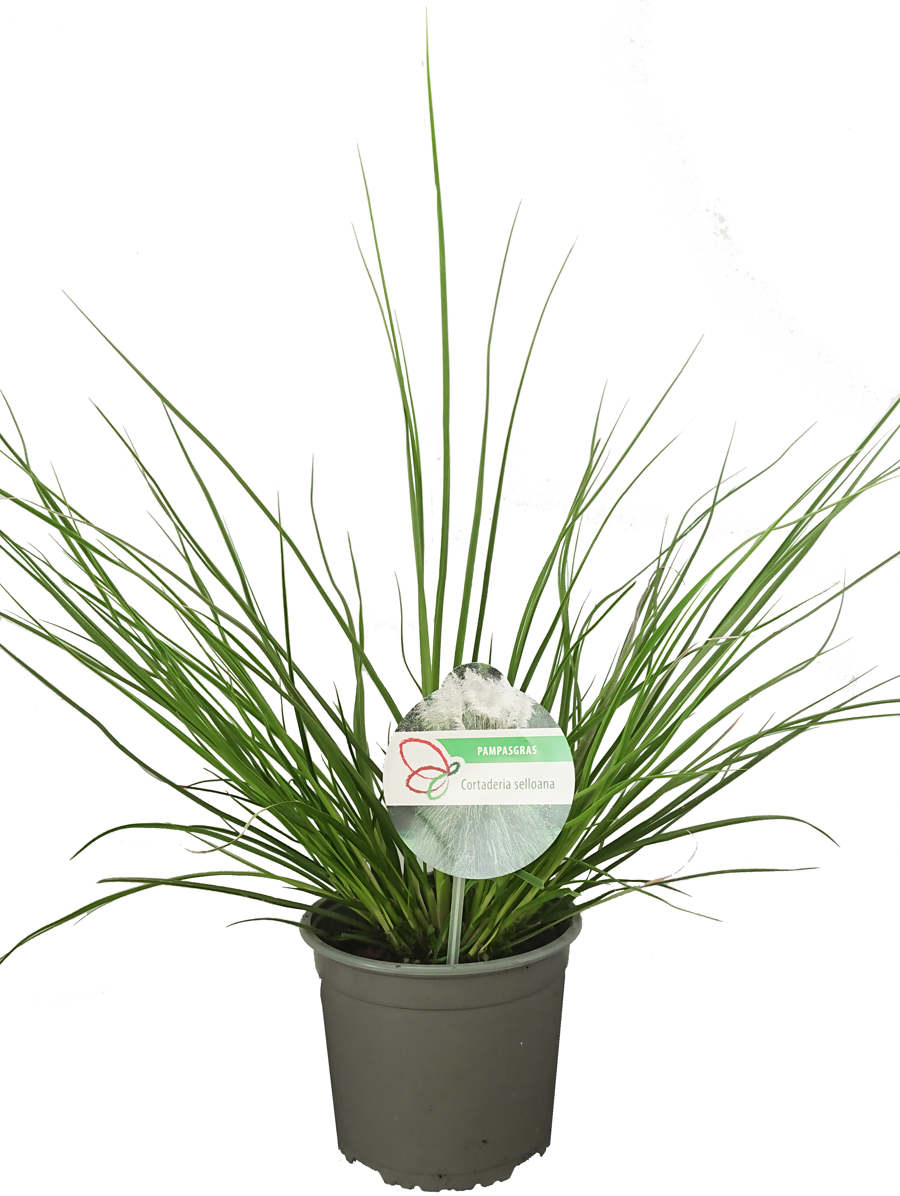 Cortaderia_1